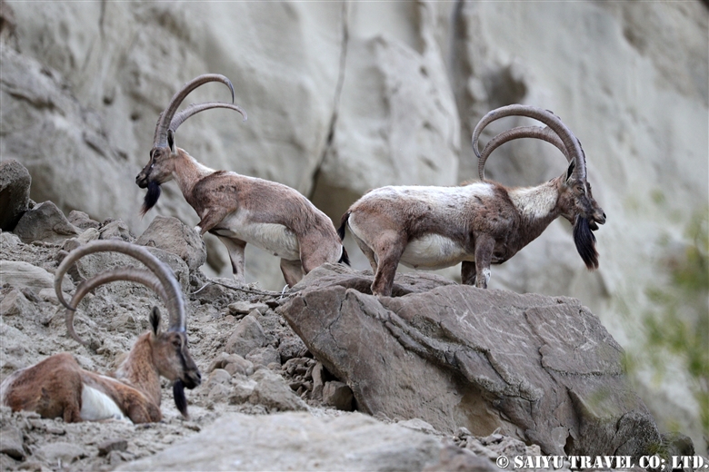 Sindh ibex シンド・アイベックス　ヒンゴル国立公園　Hingol National Park 9